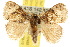  (Pygmaeomorpha aquila - 10ANIC-02455)  @15 [ ] CreativeCommons - Attribution (2010) CBG Photography Group Centre for Biodiversity Genomics