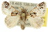  ( - 10ANIC-02460)  @13 [ ] CreativeCommons - Attribution (2010) CBG Photography Group Centre for Biodiversity Genomics