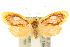  ( - 10ANIC-02498)  @13 [ ] CreativeCommons - Attribution (2010) CBG Photography Group Centre for Biodiversity Genomics