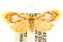  ( - 10ANIC-02499)  @11 [ ] CreativeCommons - Attribution (2010) CBG Photography Group Centre for Biodiversity Genomics