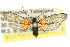  ( - 10ANIC-02500)  @11 [ ] CreativeCommons - Attribution (2010) CBG Photography Group Centre for Biodiversity Genomics