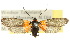  ( - 10ANIC-02501)  @14 [ ] CreativeCommons - Attribution (2010) CBG Photography Group Centre for Biodiversity Genomics