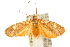  ( - 10ANIC-02525)  @14 [ ] CreativeCommons - Attribution (2010) CBG Photography Group Centre for Biodiversity Genomics