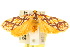  ( - 10ANIC-02527)  @13 [ ] CreativeCommons - Attribution (2010) CBG Photography Group Centre for Biodiversity Genomics