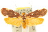  ( - 10ANIC-02528)  @14 [ ] CreativeCommons - Attribution (2010) CBG Photography Group Centre for Biodiversity Genomics