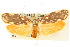  ( - 10ANIC-02529)  @11 [ ] CreativeCommons - Attribution (2010) CBG Photography Group Centre for Biodiversity Genomics