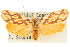  ( - 10ANIC-02530)  @11 [ ] CreativeCommons - Attribution (2010) CBG Photography Group Centre for Biodiversity Genomics