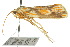  ( - 10ANIC-02531)  @11 [ ] CreativeCommons - Attribution (2010) CBG Photography Group Centre for Biodiversity Genomics