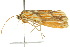  ( - 10ANIC-02532)  @11 [ ] CreativeCommons - Attribution (2010) CBG Photography Group Centre for Biodiversity Genomics