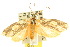  ( - 10ANIC-02533)  @11 [ ] CreativeCommons - Attribution (2010) CBG Photography Group Centre for Biodiversity Genomics