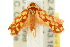  ( - 10ANIC-02539)  @13 [ ] CreativeCommons - Attribution (2010) CBG Photography Group Centre for Biodiversity Genomics