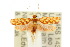  ( - 10ANIC-02540)  @14 [ ] CreativeCommons - Attribution (2010) CBG Photography Group Centre for Biodiversity Genomics