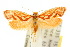  ( - 10ANIC-02550)  @11 [ ] CreativeCommons - Attribution (2010) CBG Photography Group Centre for Biodiversity Genomics