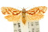 ( - 10ANIC-02552)  @15 [ ] CreativeCommons - Attribution (2010) CBG Photography Group Centre for Biodiversity Genomics