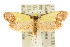  ( - 10ANIC-02554)  @15 [ ] CreativeCommons - Attribution (2010) CBG Photography Group Centre for Biodiversity Genomics