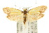  ( - 10ANIC-02555)  @15 [ ] CreativeCommons - Attribution (2010) CBG Photography Group Centre for Biodiversity Genomics