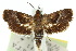  ( - 10ANIC-02560)  @11 [ ] CreativeCommons - Attribution (2010) CBG Photography Group Centre for Biodiversity Genomics