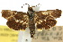  (Miscera desmotoma - 10ANIC-02561)  @11 [ ] CreativeCommons - Attribution (2010) CBG Photography Group Centre for Biodiversity Genomics