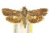  (Miscera lygropis - 10ANIC-02563)  @11 [ ] CreativeCommons - Attribution (2010) CBG Photography Group Centre for Biodiversity Genomics