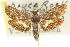  (Miscera micrastra - 10ANIC-02565)  @13 [ ] CreativeCommons - Attribution (2010) CBG Photography Group Centre for Biodiversity Genomics