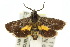  ( - 10ANIC-02567)  @11 [ ] CreativeCommons - Attribution (2010) CBG Photography Group Centre for Biodiversity Genomics