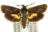  ( - 10ANIC-02568)  @15 [ ] CreativeCommons - Attribution (2010) CBG Photography Group Centre for Biodiversity Genomics