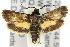  ( - 10ANIC-02572)  @14 [ ] CreativeCommons - Attribution (2010) CBG Photography Group Centre for Biodiversity Genomics
