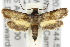 ( - 10ANIC-02573)  @14 [ ] CreativeCommons - Attribution (2010) CBG Photography Group Centre for Biodiversity Genomics