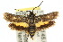  (Miscera resumptana - 10ANIC-02574)  @15 [ ] CreativeCommons - Attribution (2010) CBG Photography Group Centre for Biodiversity Genomics