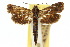  (Miscera episcota - 10ANIC-02575)  @11 [ ] CreativeCommons - Attribution (2010) CBG Photography Group Centre for Biodiversity Genomics