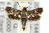  ( - 10ANIC-02577)  @14 [ ] CreativeCommons - Attribution (2010) CBG Photography Group Centre for Biodiversity Genomics