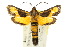  (Miscera androgyna - 10ANIC-02582)  @11 [ ] CreativeCommons - Attribution (2010) CBG Photography Group Centre for Biodiversity Genomics
