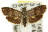  ( - 10ANIC-02583)  @15 [ ] CreativeCommons - Attribution (2010) CBG Photography Group Centre for Biodiversity Genomics