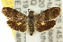  ( - 10ANIC-02585)  @15 [ ] CreativeCommons - Attribution (2010) CBG Photography Group Centre for Biodiversity Genomics