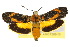  (Synechodes - 10ANIC-02586)  @15 [ ] CreativeCommons - Attribution (2010) CBG Photography Group Centre for Biodiversity Genomics