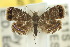  (Brenthia quadriforella - 10ANIC-02613)  @14 [ ] CreativeCommons - Attribution (2010) CBG Photography Group Centre for Biodiversity Genomics