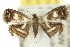 ( - 10ANIC-02616)  @12 [ ] CreativeCommons - Attribution (2010) CBG Photography Group Centre for Biodiversity Genomics