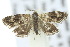  ( - 10ANIC-02618)  @14 [ ] CreativeCommons - Attribution (2010) CBG Photography Group Centre for Biodiversity Genomics