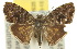  ( - 10ANIC-02635)  @14 [ ] CreativeCommons - Attribution (2010) CBG Photography Group Centre for Biodiversity Genomics