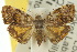  (Choreutis ophiosema - 10ANIC-02641)  @15 [ ] CreativeCommons - Attribution (2010) CBG Photography Group Centre for Biodiversity Genomics