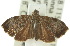  ( - 10ANIC-02644)  @13 [ ] CreativeCommons - Attribution (2010) CBG Photography Group Centre for Biodiversity Genomics