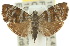  ( - 10ANIC-02647)  @14 [ ] CreativeCommons - Attribution (2010) CBG Photography Group Centre for Biodiversity Genomics
