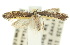  ( - 10ANIC-02681)  @14 [ ] CreativeCommons - Attribution (2010) CBG Photography Group Centre for Biodiversity Genomics
