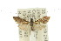  ( - 10ANIC-02709)  @13 [ ] CreativeCommons - Attribution (2010) CBG Photography Group Centre for Biodiversity Genomics