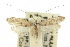  ( - 10ANIC-02716)  @11 [ ] CreativeCommons - Attribution (2010) CBG Photography Group Centre for Biodiversity Genomics