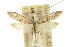  ( - 10ANIC-02717)  @15 [ ] CreativeCommons - Attribution (2010) CBG Photography Group Centre for Biodiversity Genomics