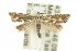  ( - 10ANIC-02732)  @15 [ ] CreativeCommons - Attribution (2010) CBG Photography Group Centre for Biodiversity Genomics