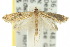  ( - 10ANIC-02733)  @14 [ ] CreativeCommons - Attribution (2010) CBG Photography Group Centre for Biodiversity Genomics