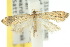  ( - 10ANIC-02735)  @14 [ ] CreativeCommons - Attribution (2010) CBG Photography Group Centre for Biodiversity Genomics