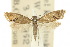  ( - 10ANIC-02748)  @11 [ ] CreativeCommons - Attribution (2010) CBG Photography Group Centre for Biodiversity Genomics